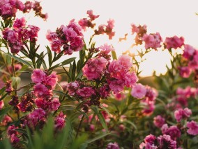 眼光花卉的魅力——水墨花卉菊花图眼光花是怎么回事